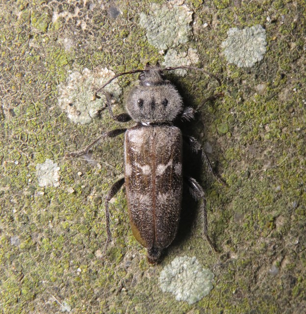 Hylotrupes bajulus - házicincér