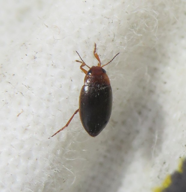Hydroporus angustatus - karcsú kiscsíkbogár