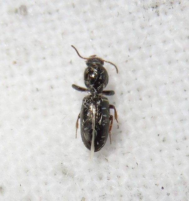 Dyschirius