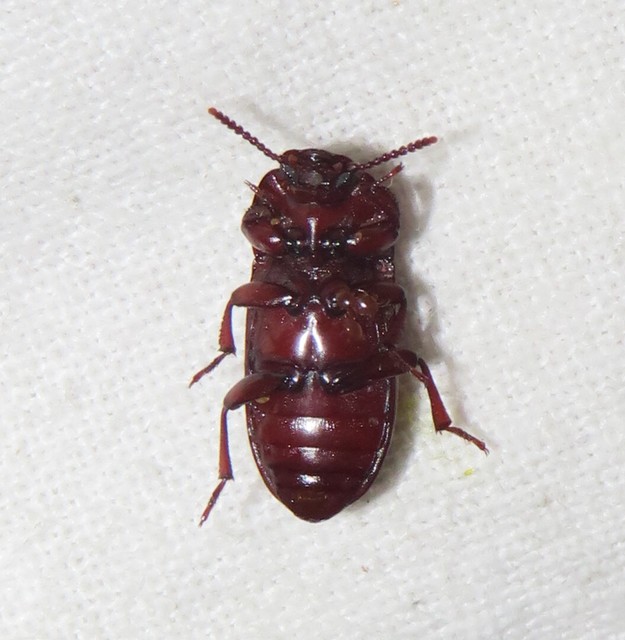 Uloma culinaris - nagy rágványbogár