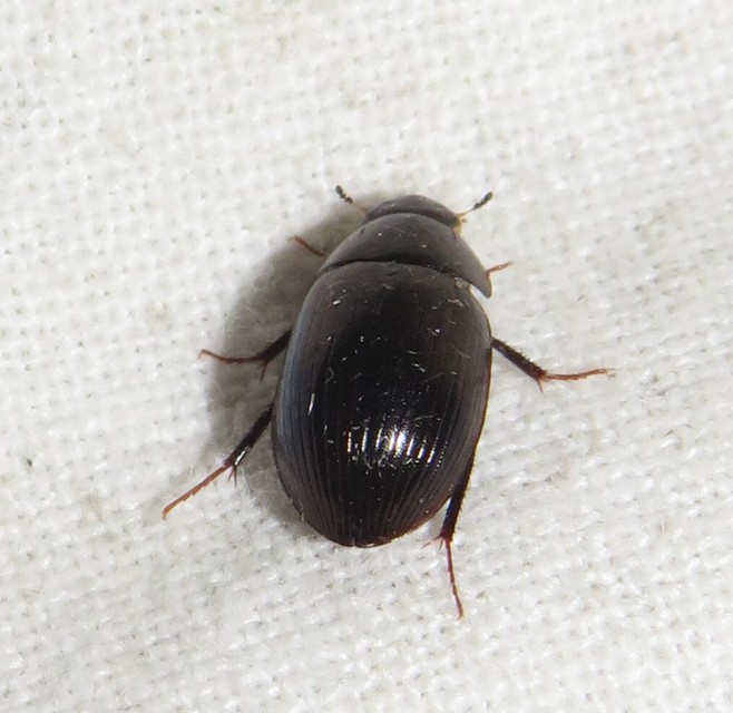 Hydrobius
