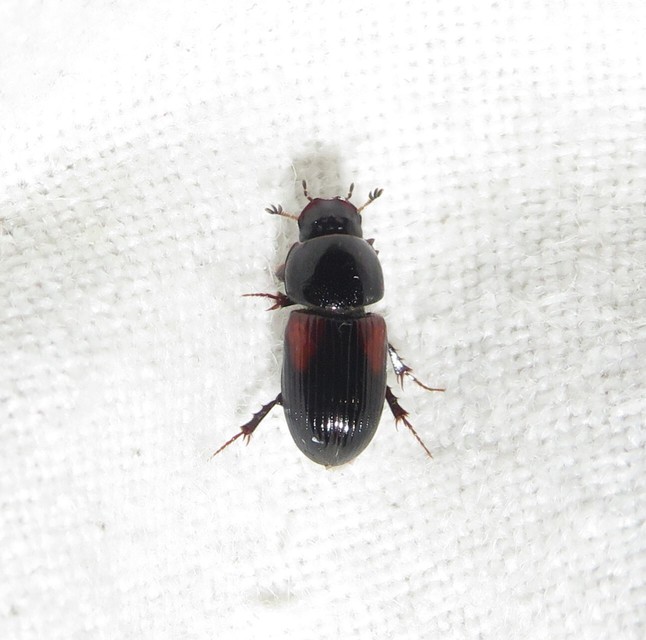 Aphodius varians - változékony trágyabogár