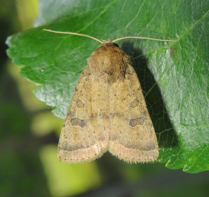 Hoplodrina octogenaria - barna selymesbagoly