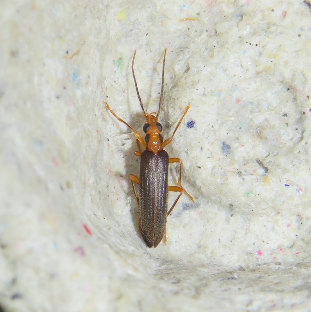 Nacerdes carniolica - karnóliai álcincér