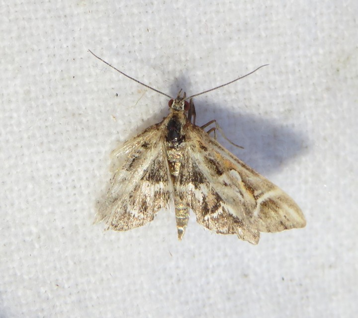 Diasemia reticularis - betűmintás tűzmoly