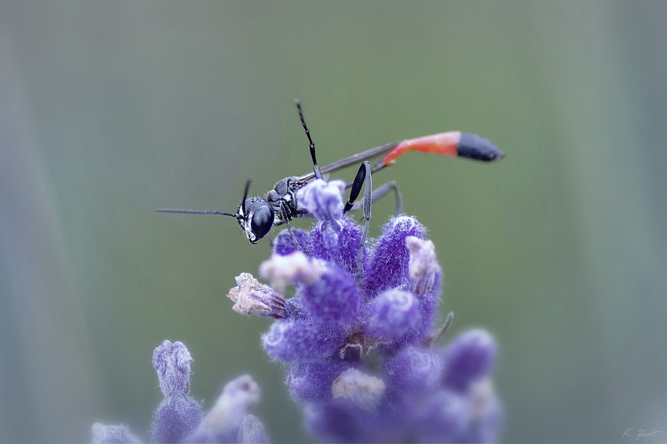 Ammophila