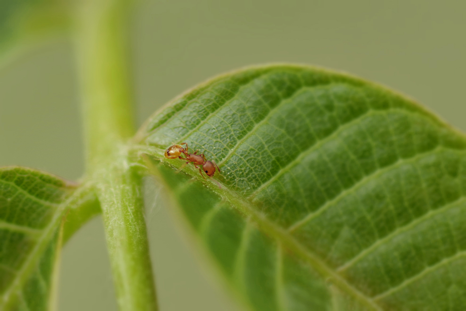 Temnothorax affinis - erdei kéreghangya