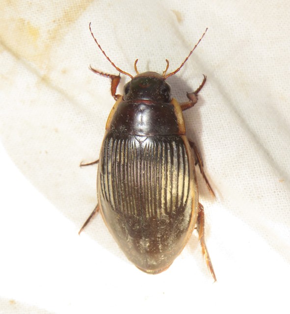 Dytiscus dimidiatus - tompacsípős csíkbogár