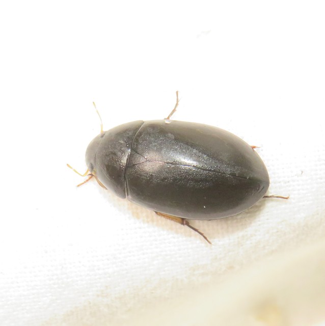 Hydrochara flavipes - sárgalábú csibor