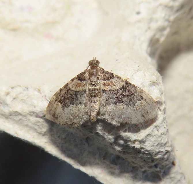 Xanthorhoe ferrugata - kerti tarkaaraszoló