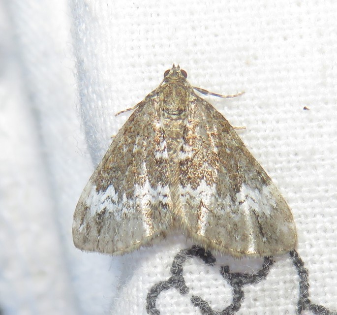 Perizoma alchemillata - árvacsalán-araszoló