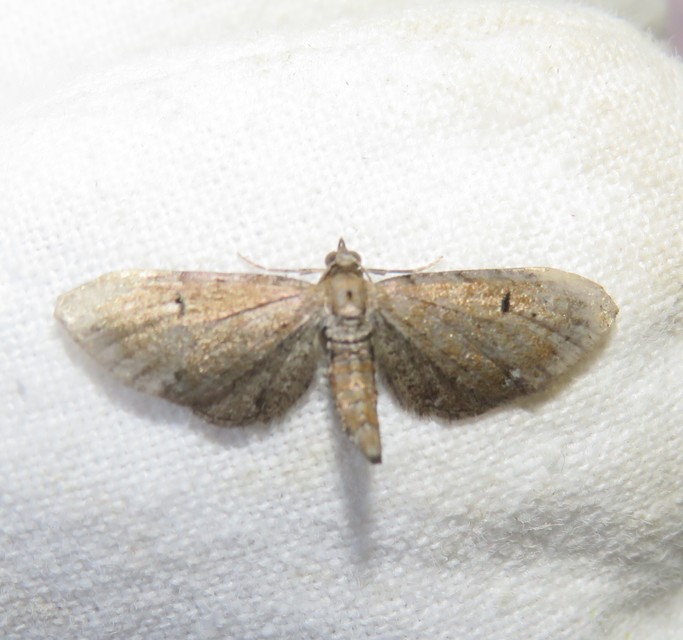 Eupithecia absinthiata - üröm-törpearaszoló