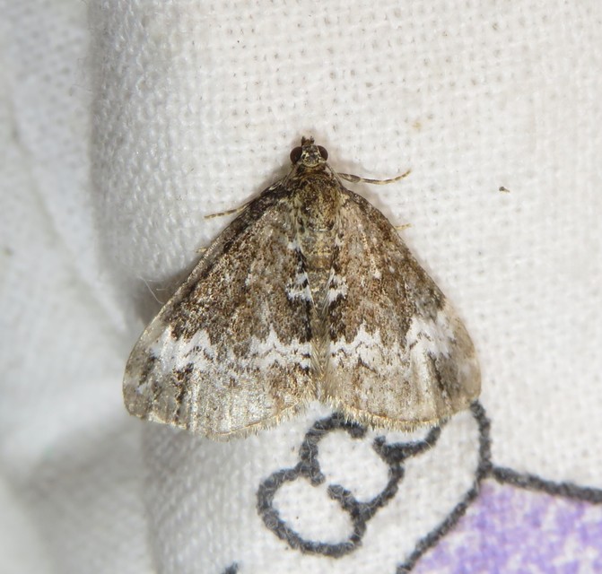 Perizoma alchemillata - árvacsalán-araszoló