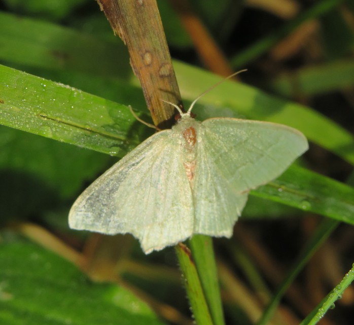 Hemithea aestivaria - nyír-zöldaraszoló