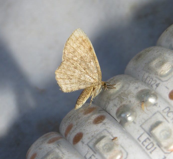 Euchoeca nebulata - barnás égeraraszoló