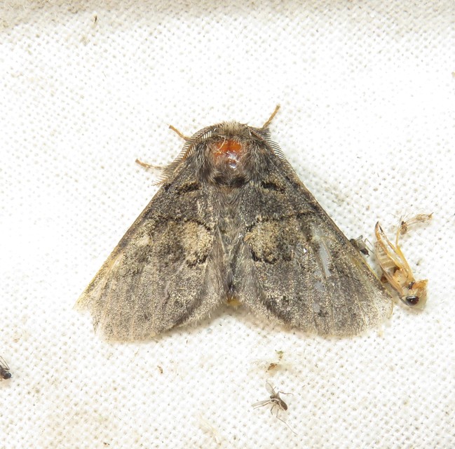 Gluphisia crenata - kormos púposszövő