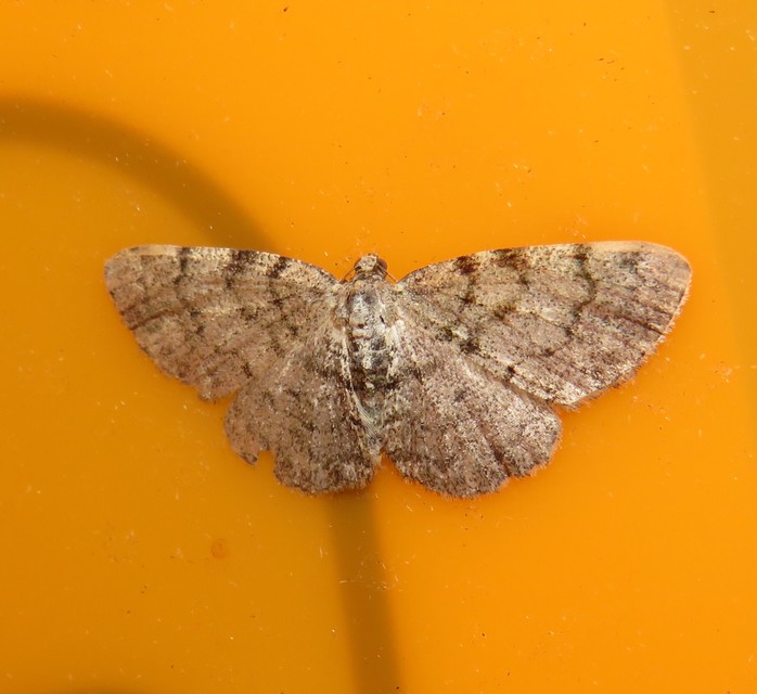 Aethalura punctulata - szürke égeraraszoló