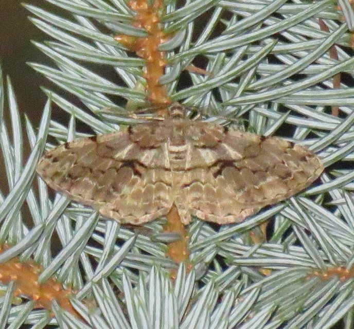 Peribatodes secundaria - fenyő-faaraszoló