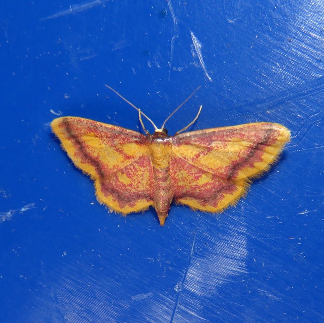 Idaea muricata - mocsári pirosaraszoló