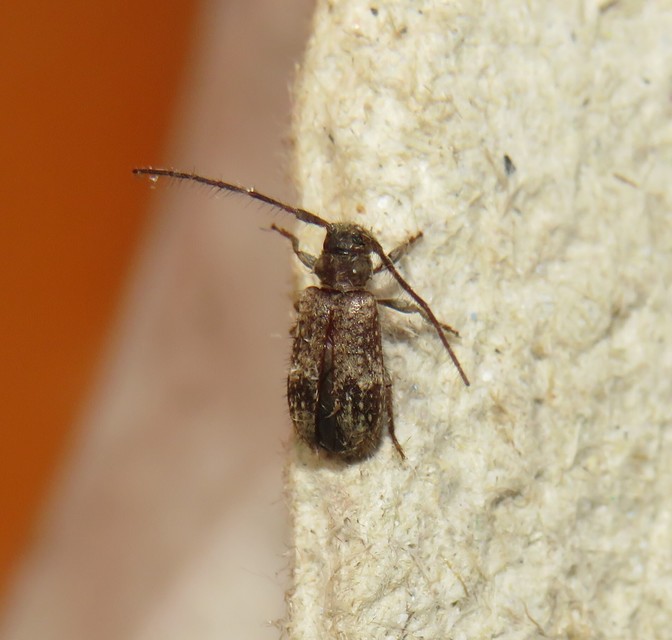 Exocentrus adspersus - tölgyfa-rőzsecincér