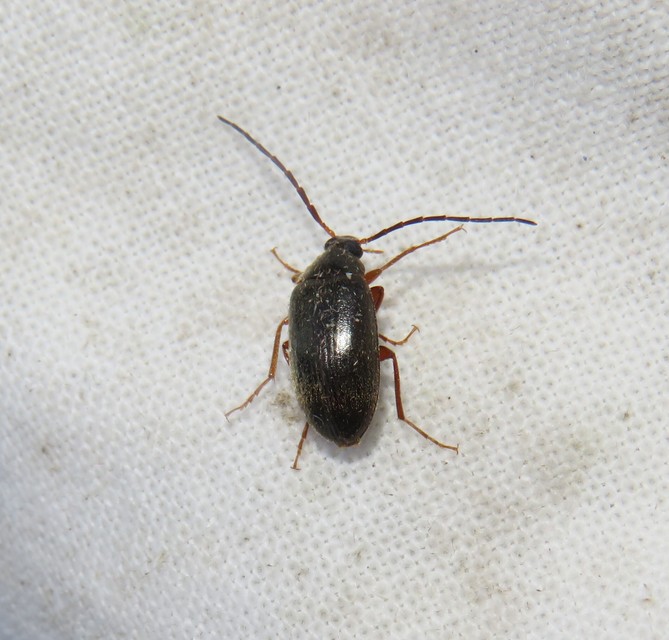 Hymenalia rufipes - rőtlábú alkonybogár