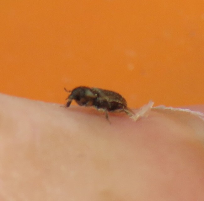 Heterocerus