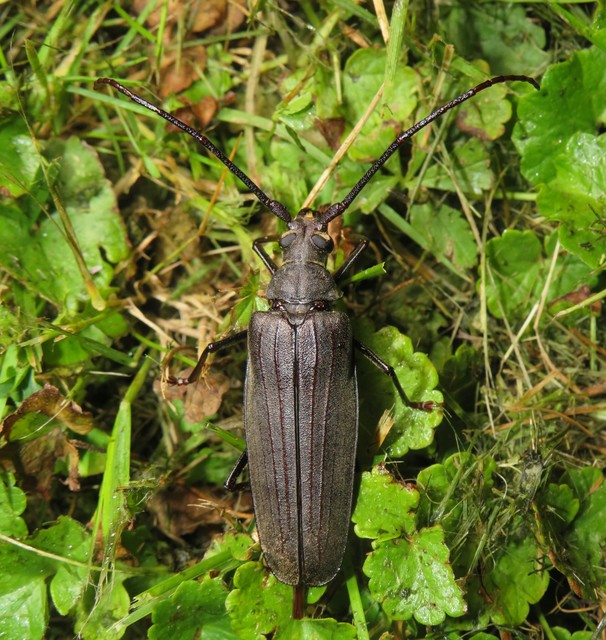 Aegosoma scabricorne - diófacincér