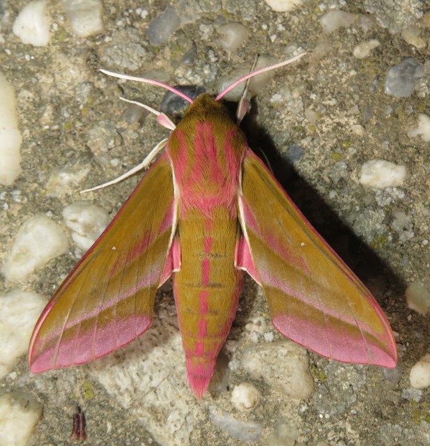 Deilephila elpenor - szőlőszender