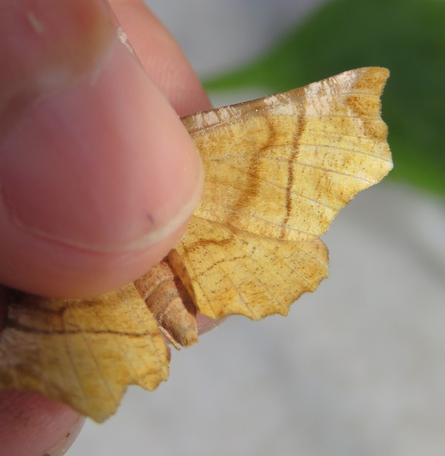 Selenia dentaria - kétfoltos holdasaraszoló