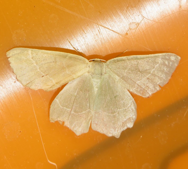 Thalera fimbrialis - csipkésszélű zöldaraszoló