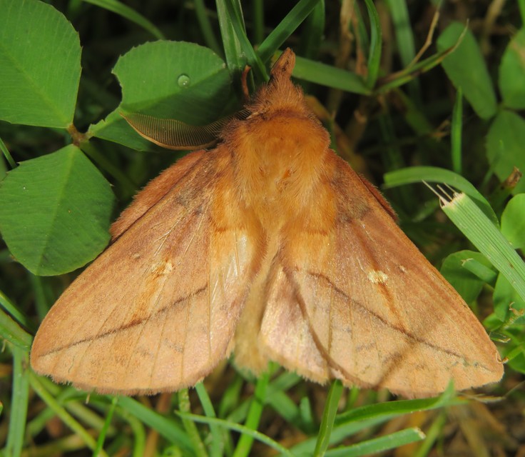 Euthrix potatoria - szomjas pohók