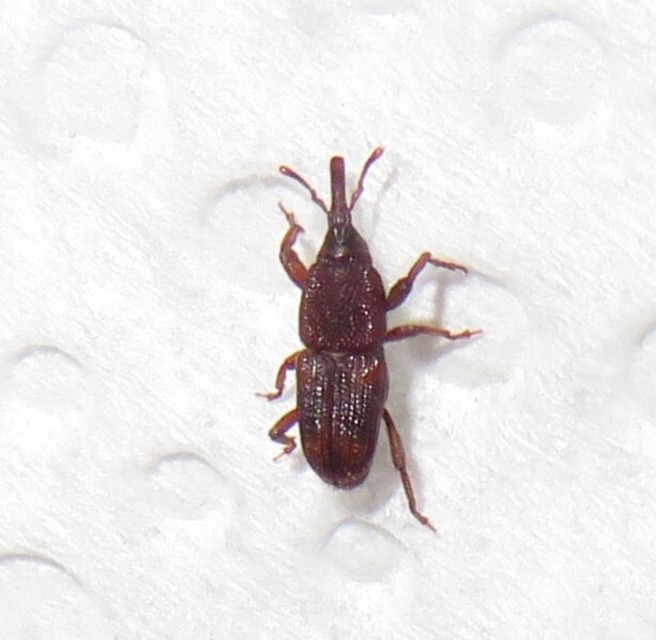 Sitophilus