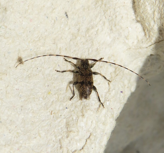 Leiopus nebulosus - öves gesztcincér