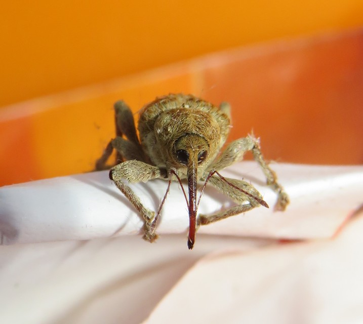 Curculio venosus - tarajos zsuzsóka