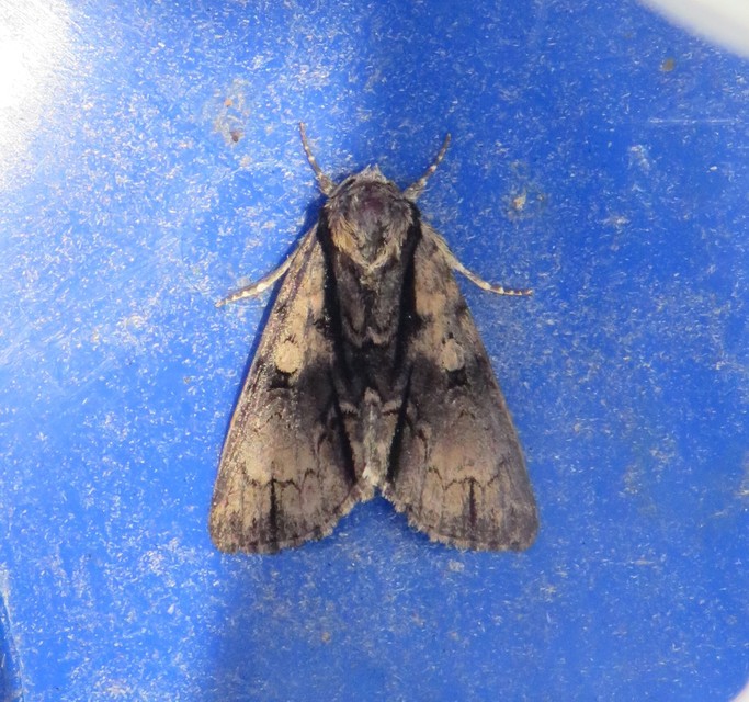 Acronicta alni - éger-szigonyosbagoly