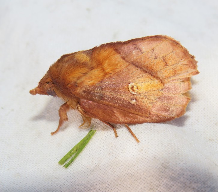 Euthrix potatoria - szomjas pohók