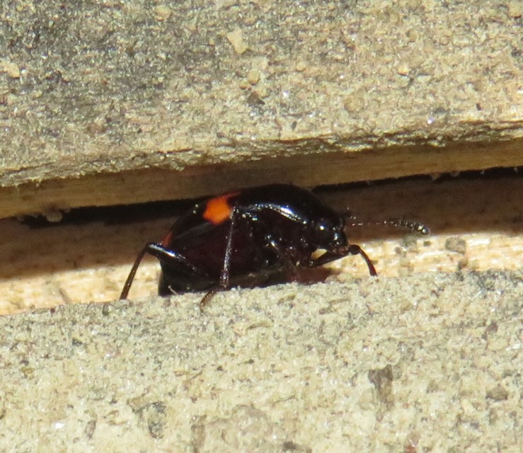 Scaphidium quadrimaculatum - négyfoltos sajkabogár
