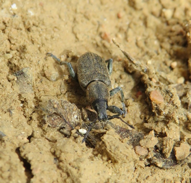 Tanymecus palliatus - közönséges hegyesfarúbarkó