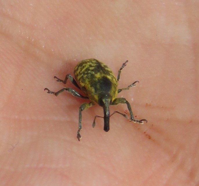 Larinus iaceae - sávosnyakú púderbarkó