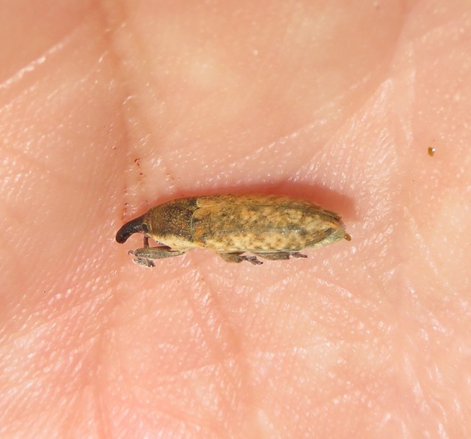 Lixus subtilis - disznóparéj-dudvabarkó