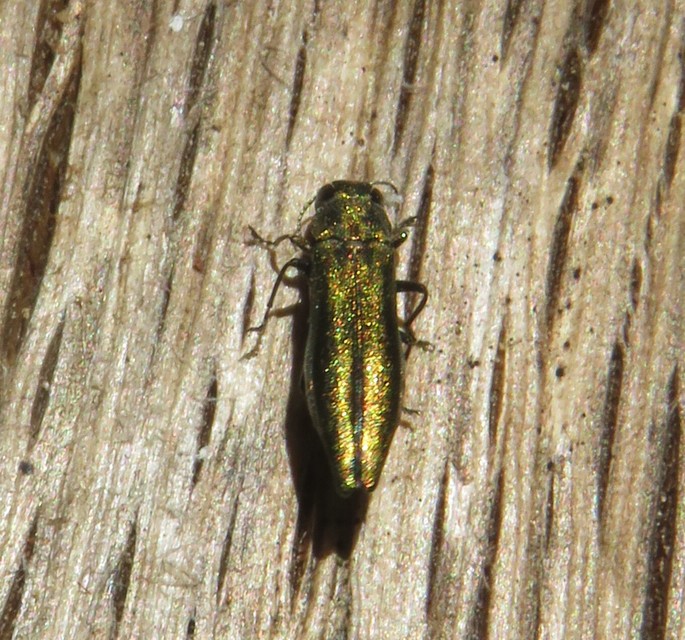 Agrilus viridis - változékony karcsúdíszbogár