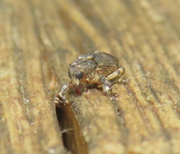 Gasterocercus depressirostris - laposorrú ormányos
