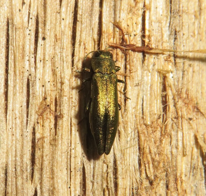 Agrilus suvorovi - nyárfa-karcsúdíszbogár