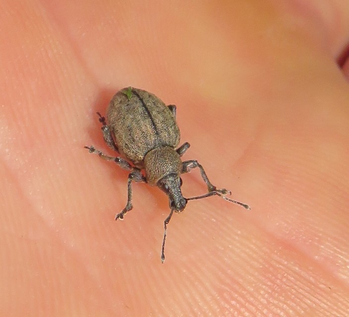 Otiorhynchus ligustici - vincellér-gyalogormányos