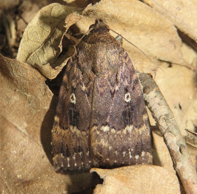 Amphipyra berbera/pyramidea