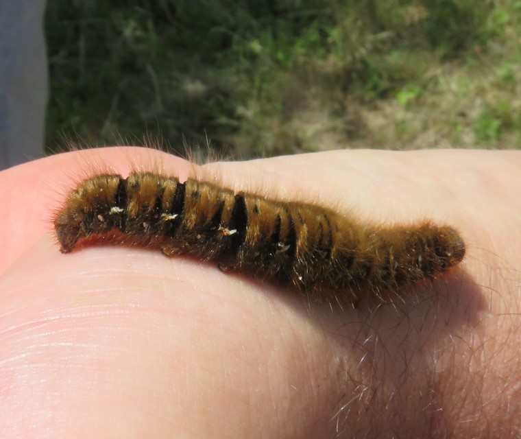 Lasiocampa quercus - tölgyfaszövő