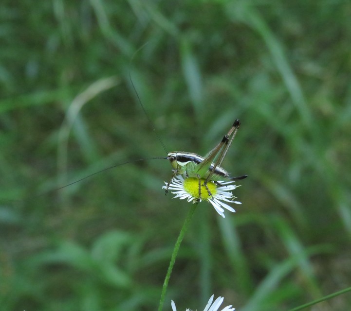 Pachytrachis gracilis - karcsú szöcske