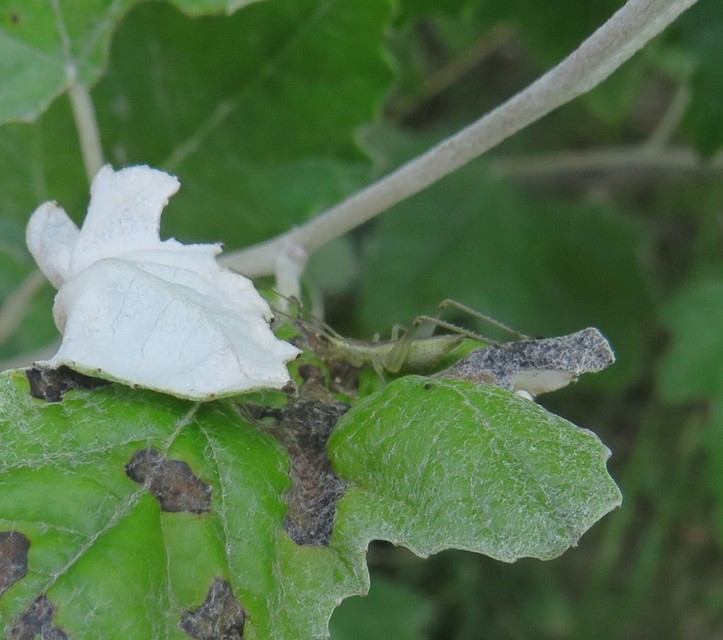 Oecanthus pellucens - pirregőtücsök