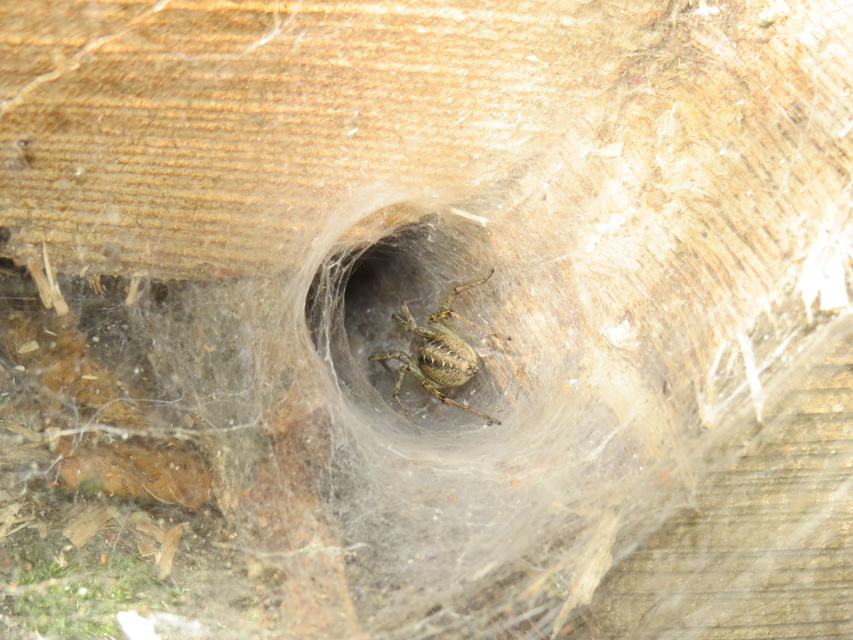 Agelena labyrinthica - illó tölcsérpók