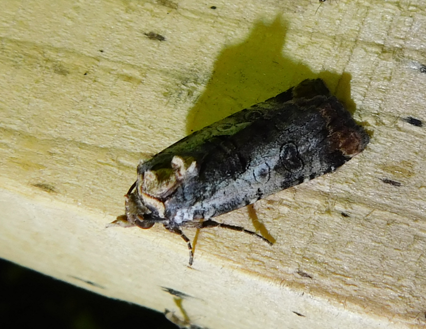 Epilecta linogrisea - karcsú sárgafűbagoly